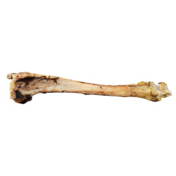 Teomann Szárított szarvas lábszárcsont – ca. 45 cm