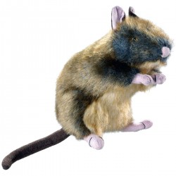 Wildlife patkány